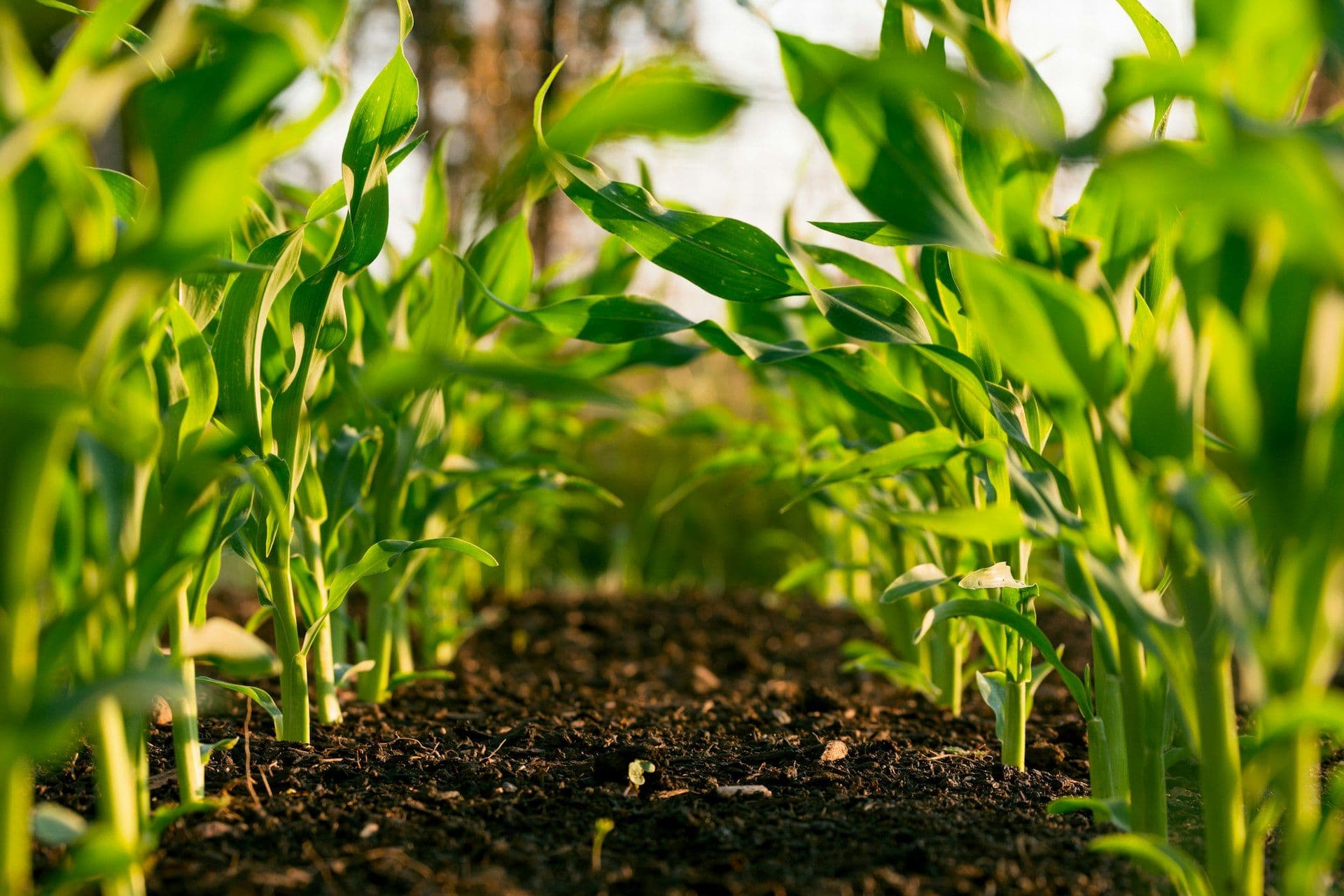 Protecting African Harvests